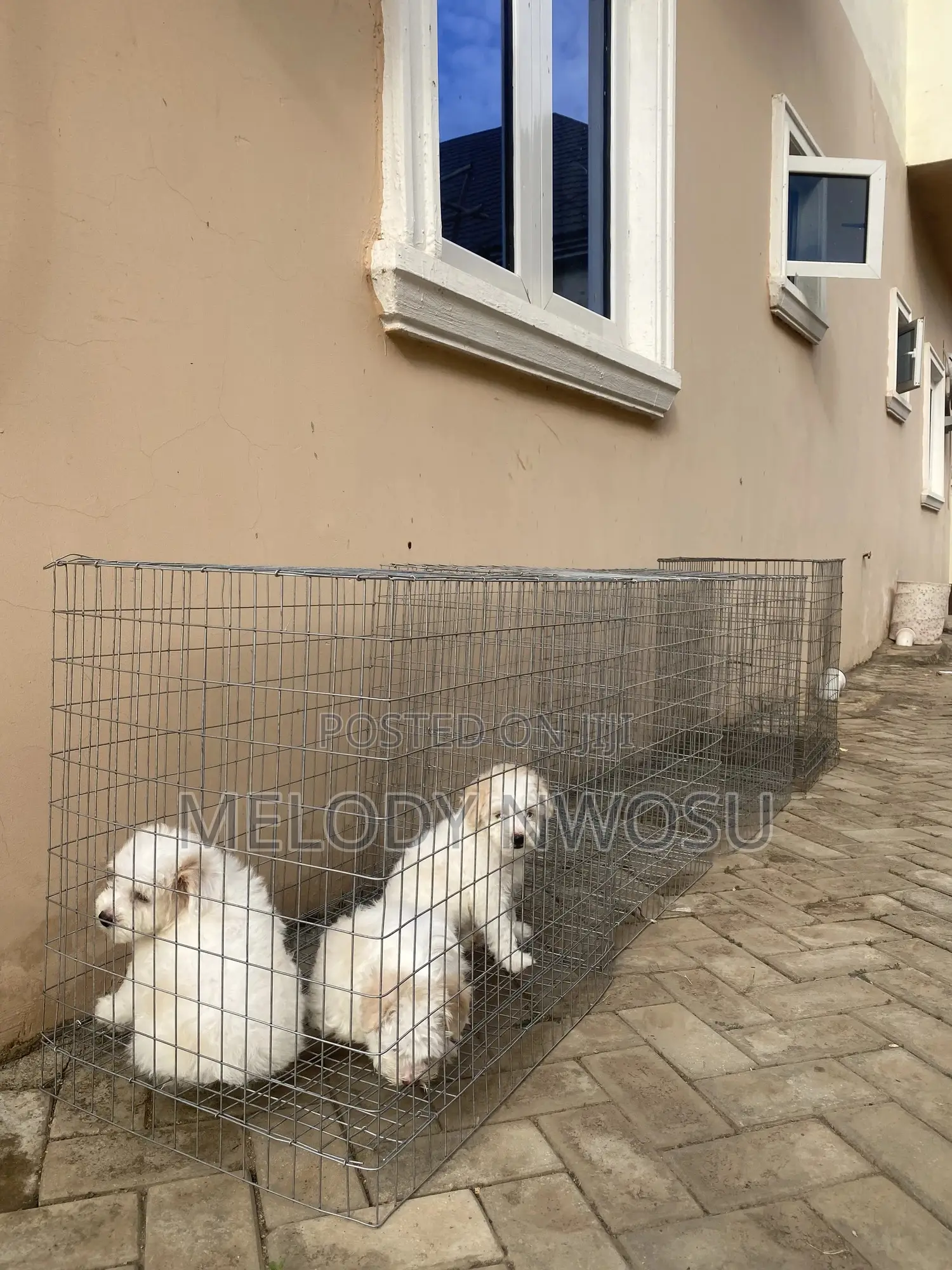 Dog Cages Available for Sale