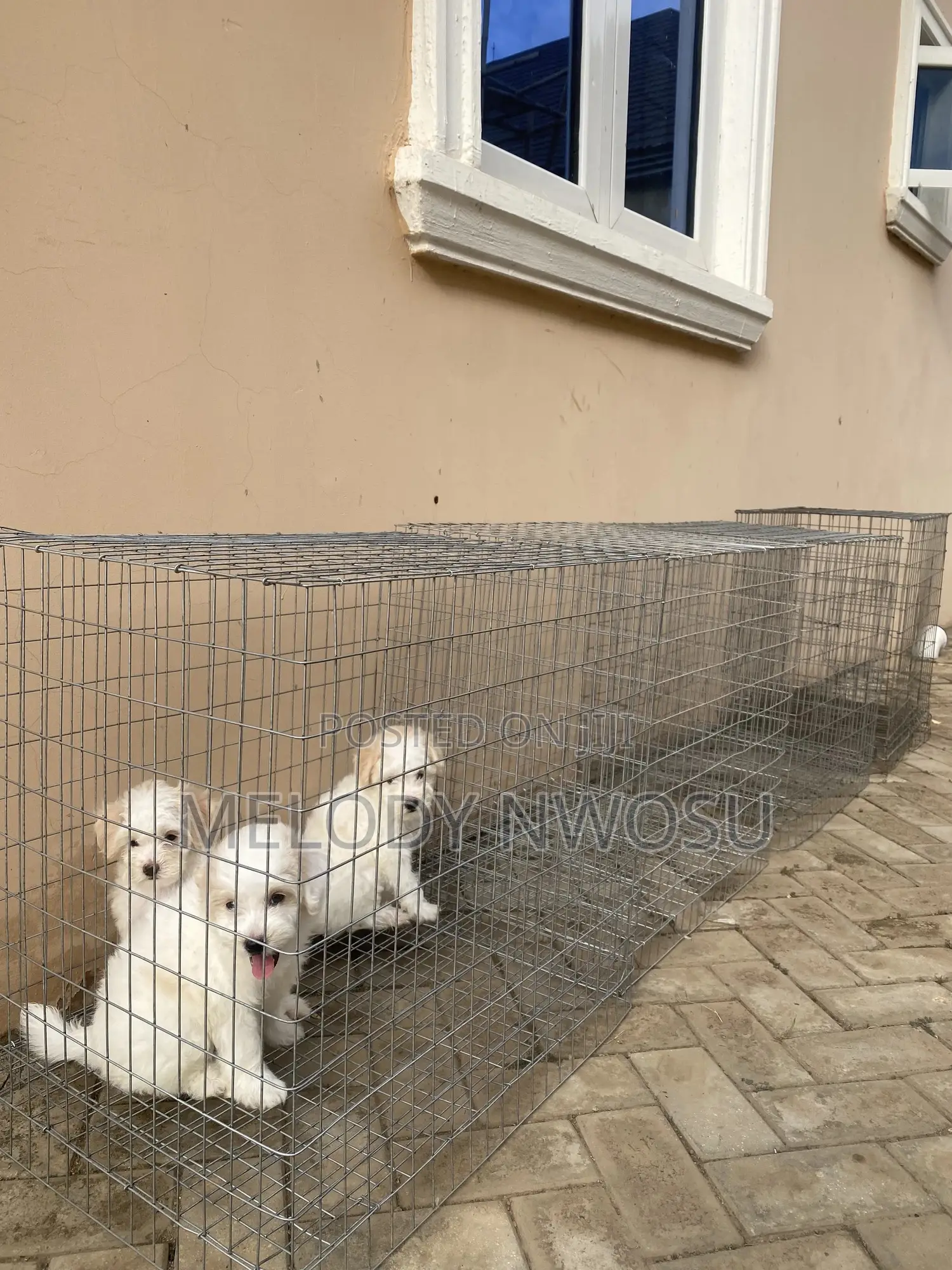 Dog Cages Available for Sale
