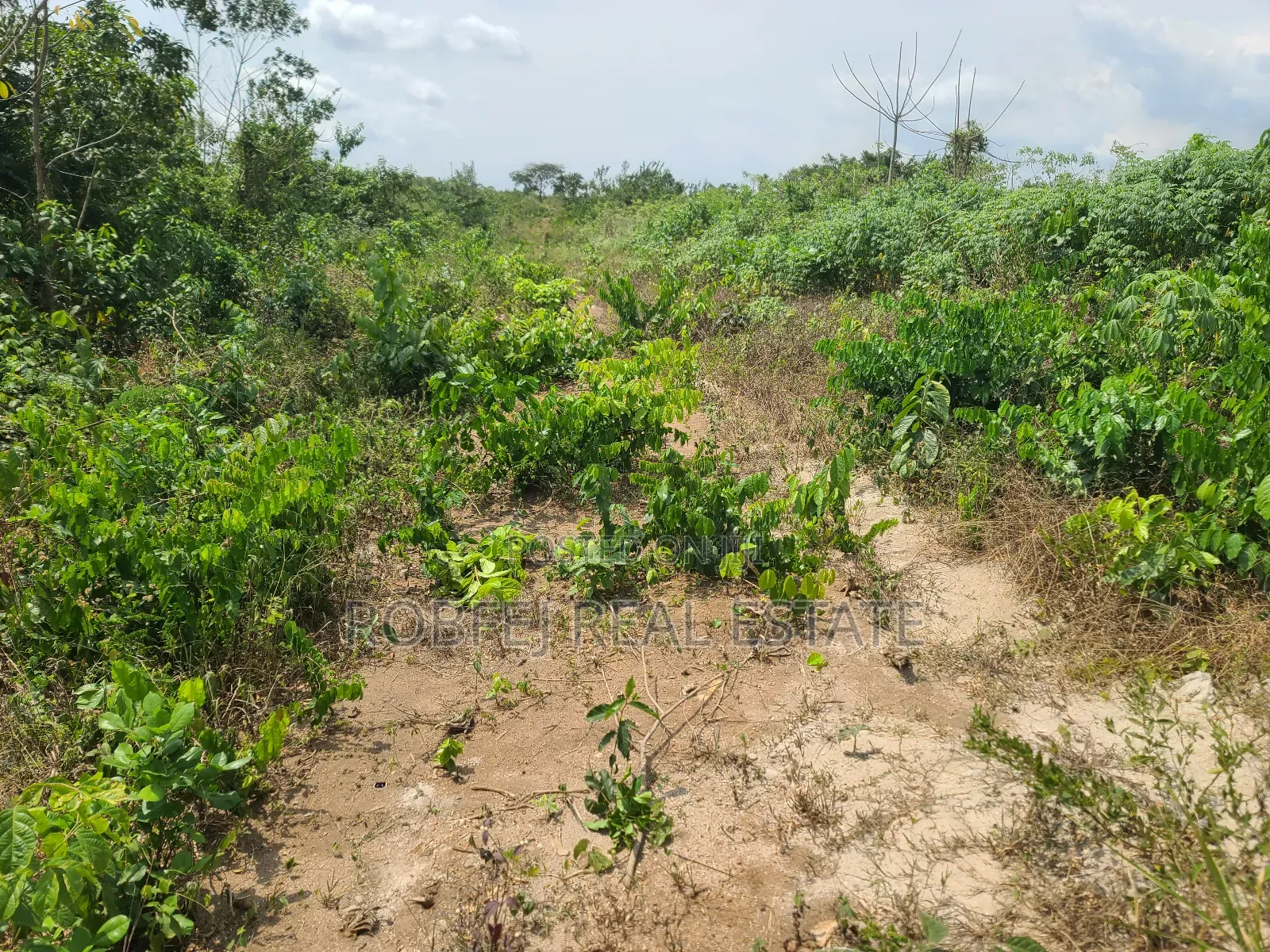 Poka Epe Upland