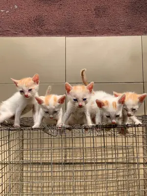 1-3 months Male Purebred Tabby