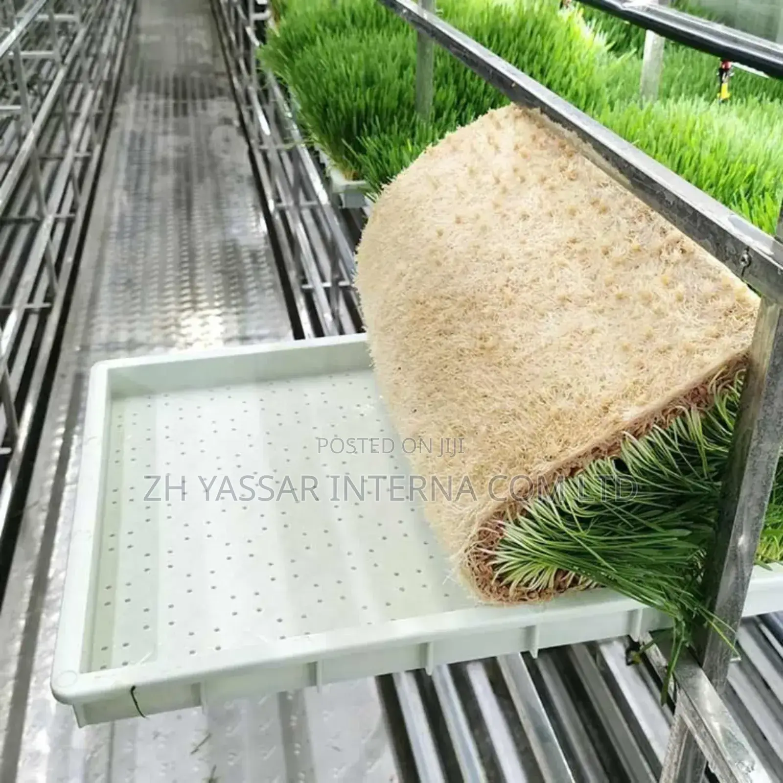 Fodder Trays, Rice Seedling Trays
