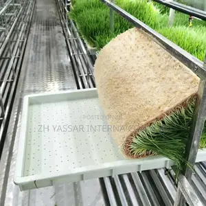 Fodder Trays, Rice Seedling Trays