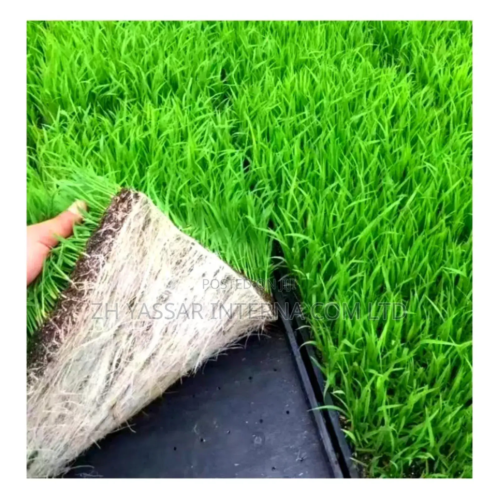 Fodder Trays, Rice Seedling Trays