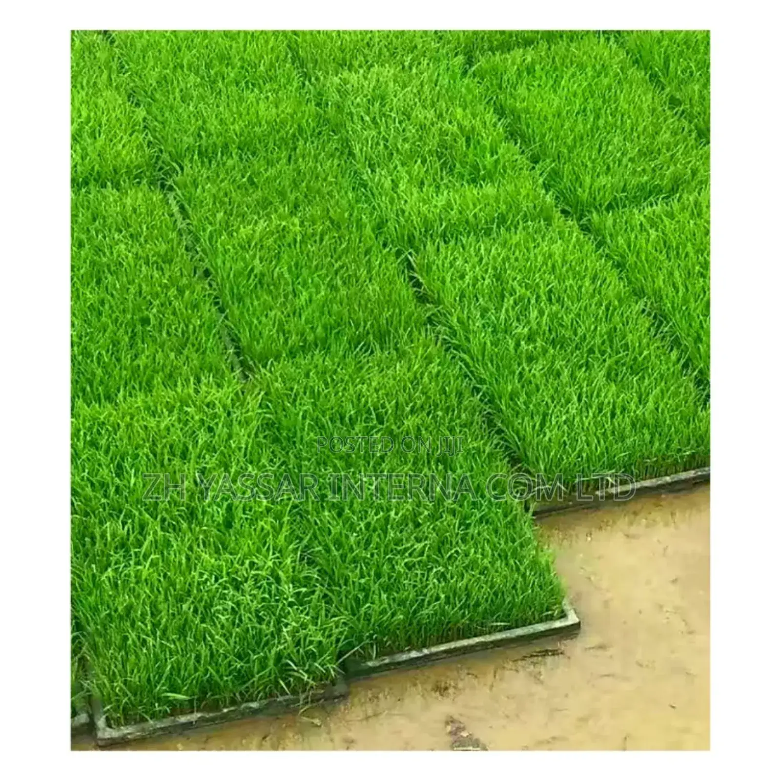 Fodder Trays, Rice Seedling Trays