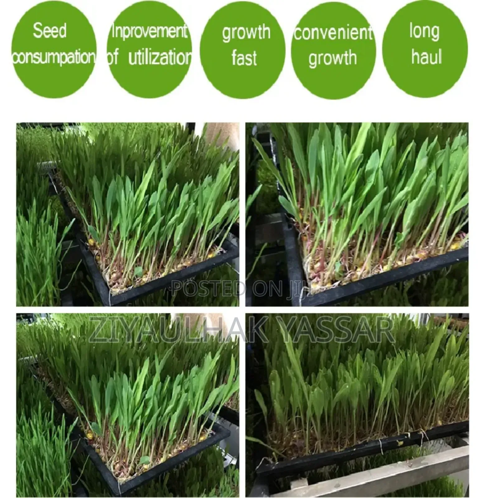Fodder Trays, Rice Seedling Trays