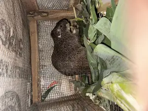 Grasscutter