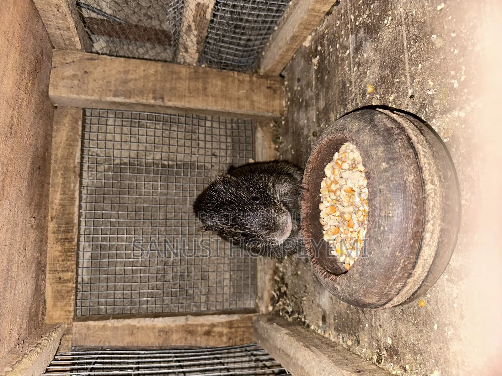 Grasscutter