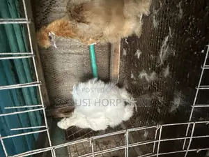 Silkie Chicken