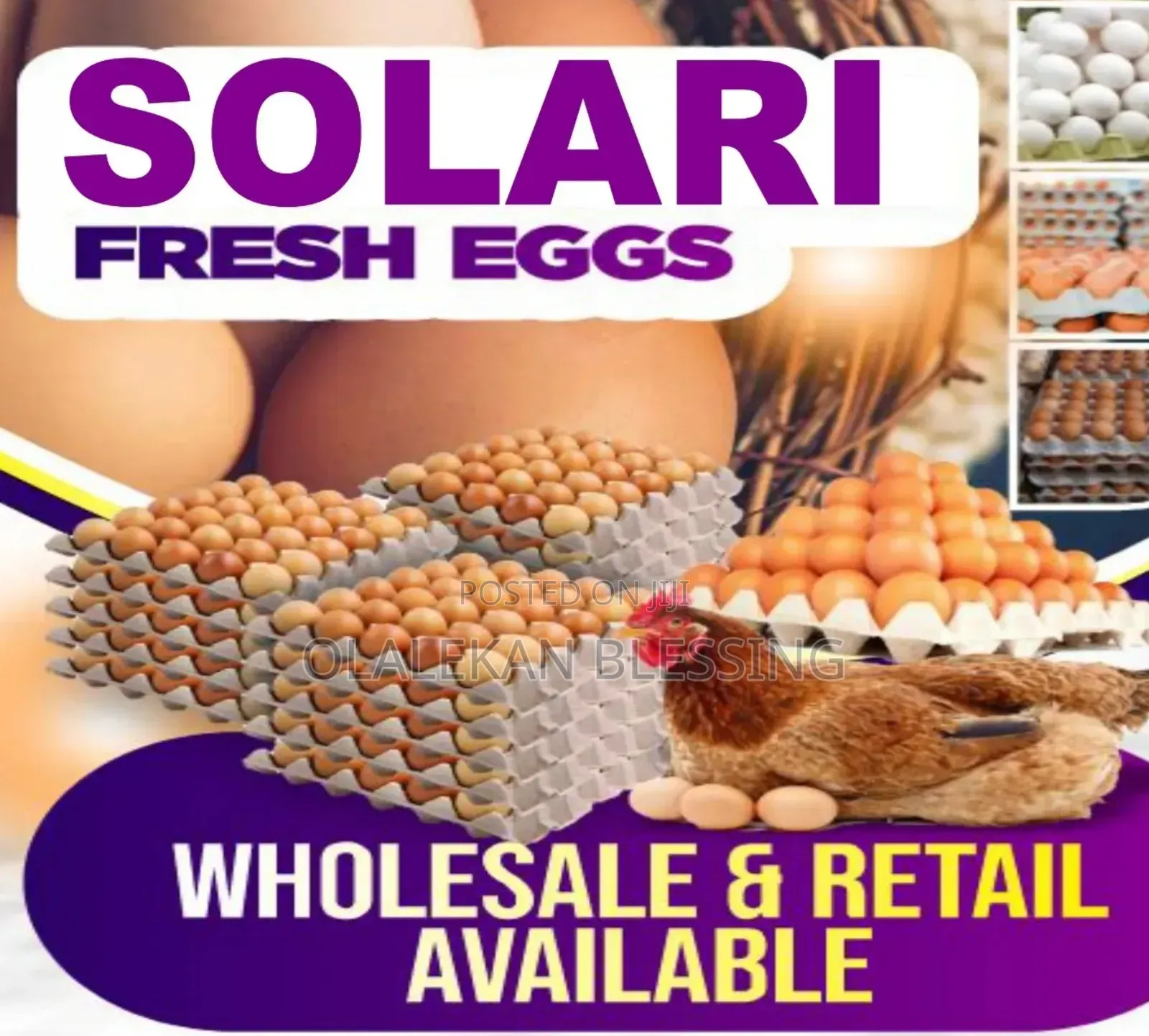 Solari Egg Distributor