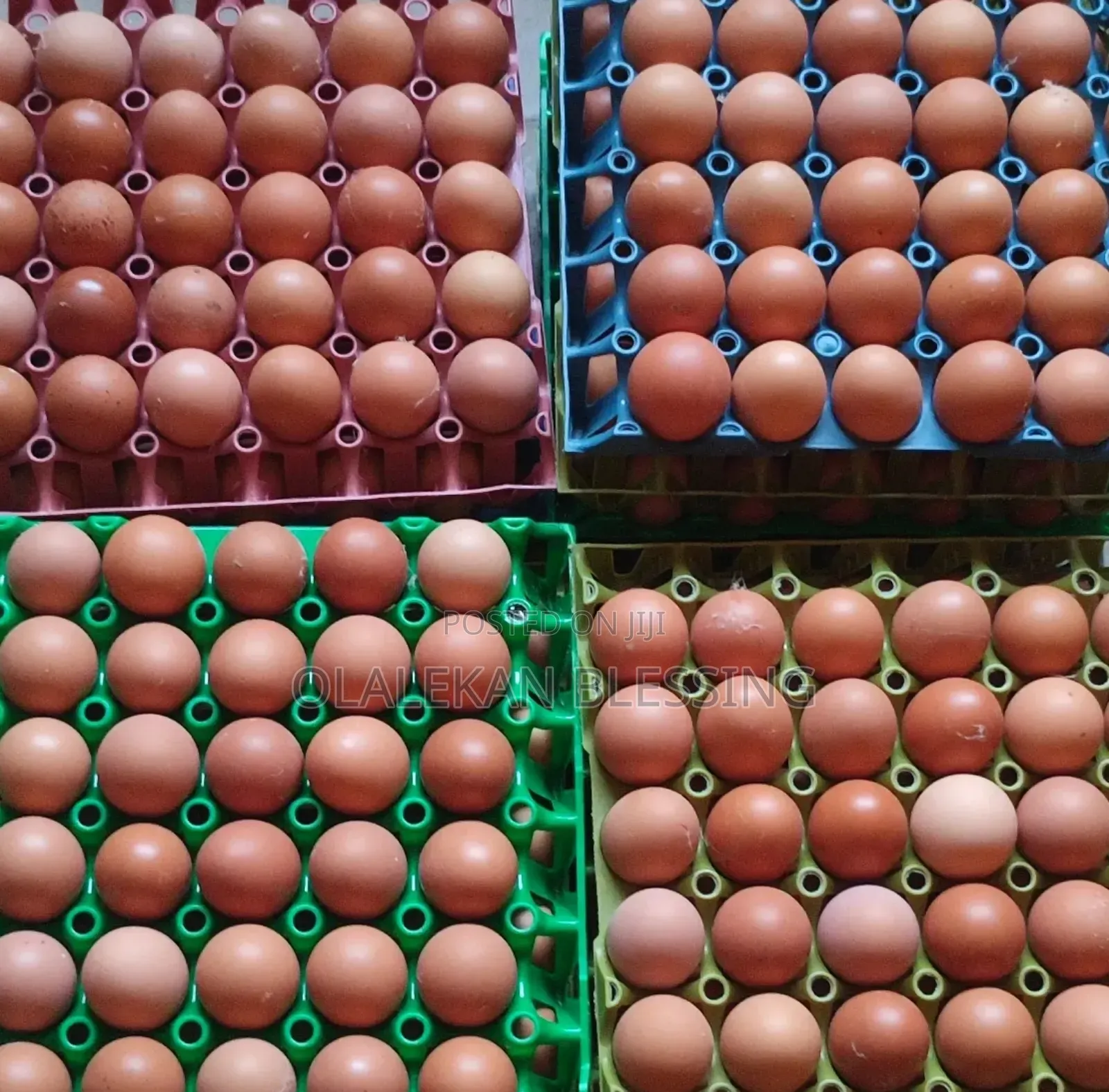 Solari Egg Distributor