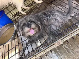 6-12 months Male Purebred Lhasa Apso
