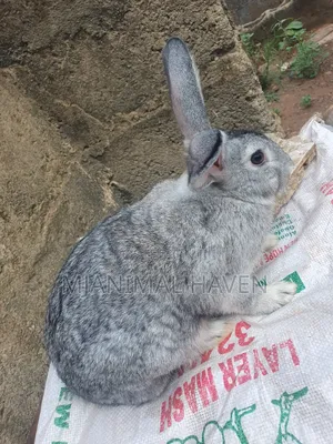 Rabbits of Different Categories