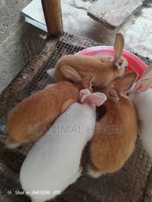 Rabbits of Different Categories
