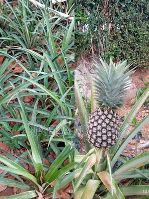 Queen Size Pineapple