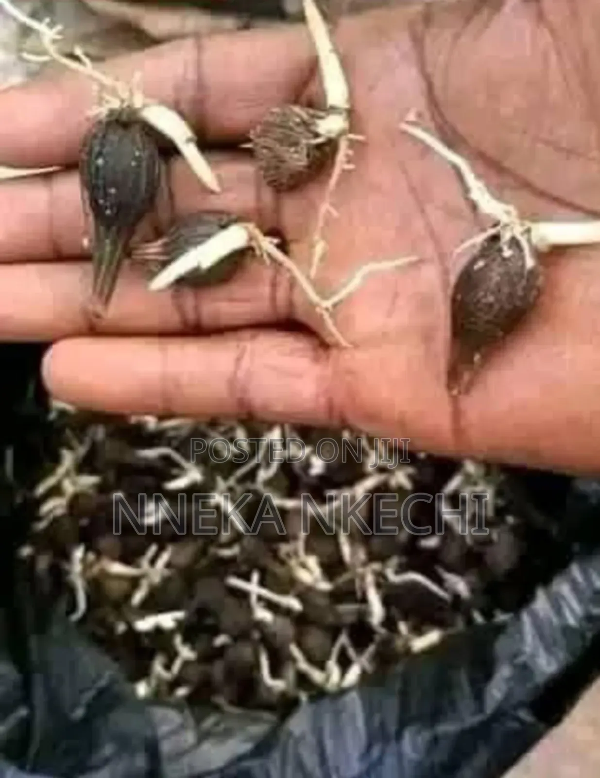 Sprouted Palm Nut Seeds