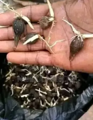 Sprouted Palm Nut Seeds