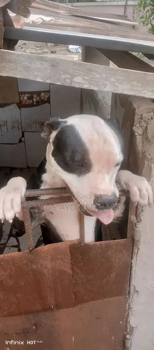 1+ year Male Purebred American Pit Bull Terrier