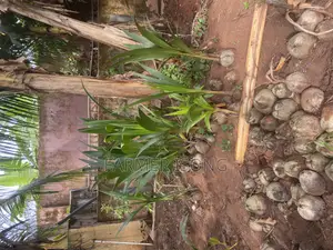 Hybrid Coconut Seedlings