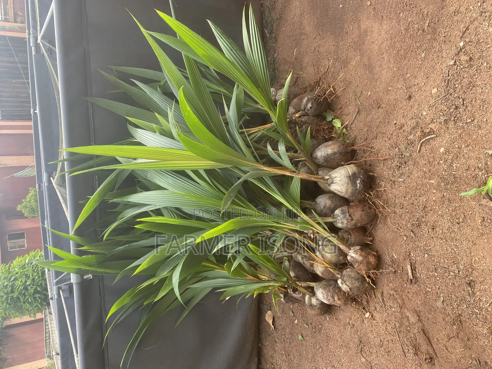 Hybrid Coconut Seedlings