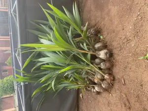 Hybrid Coconut Seedlings