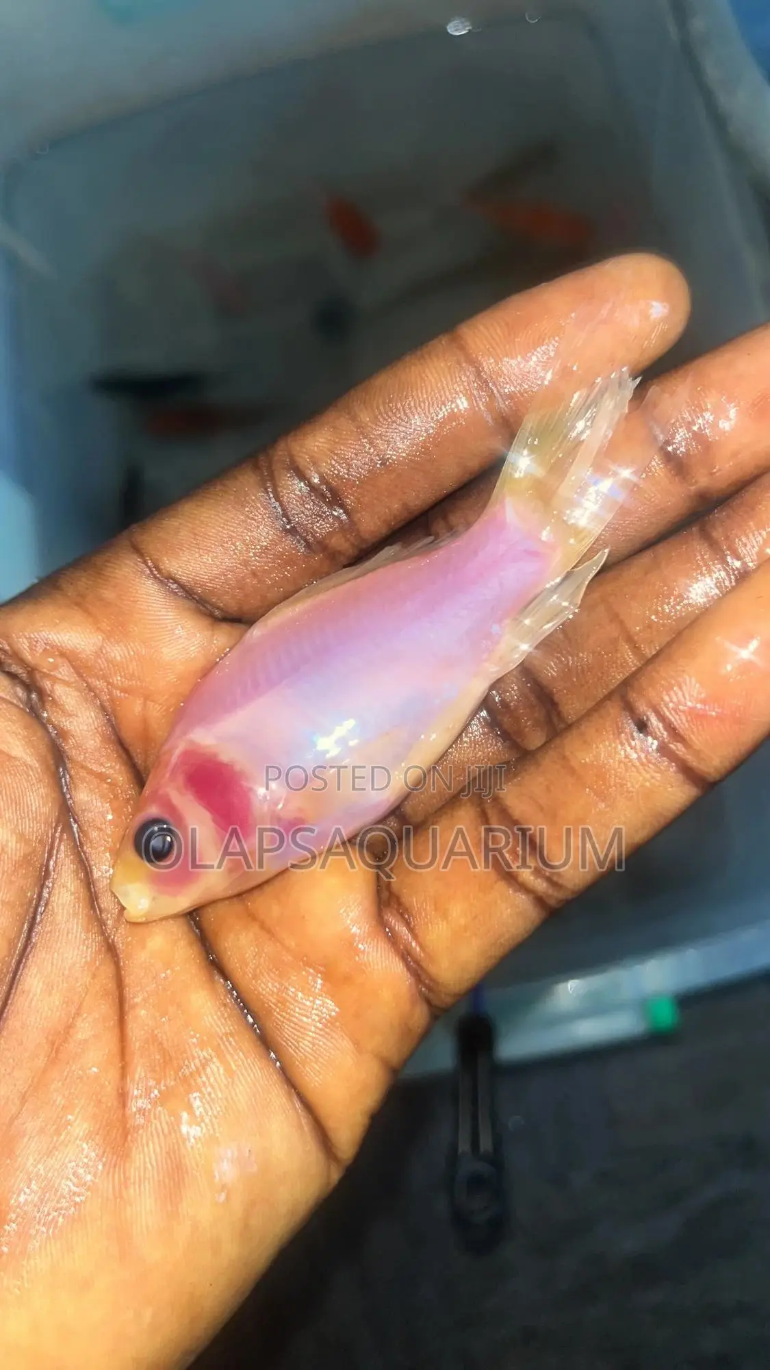 Aquarium Fish