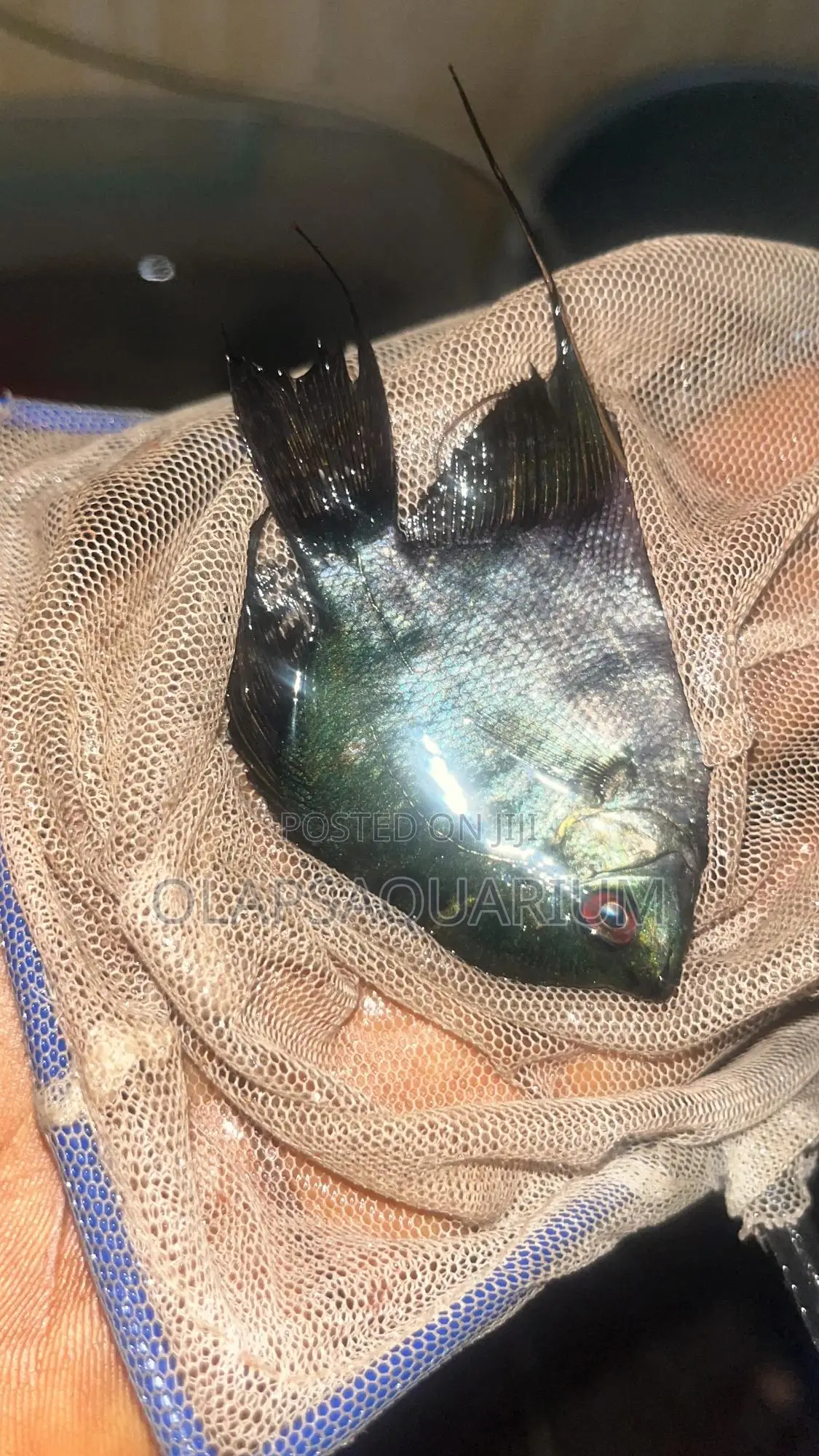Aquarium Fish