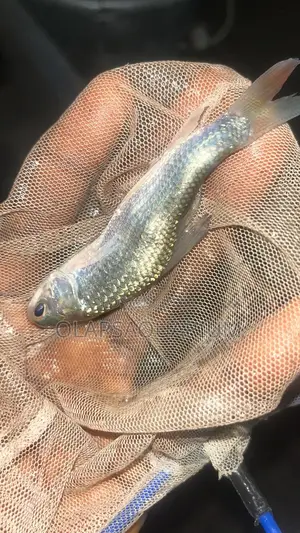 Aquarium Fish