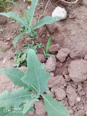 Dandelion Seedlings (Yanrin Funfun)