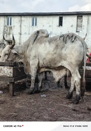 Life Cows Goats and Rams at Affordable Prices