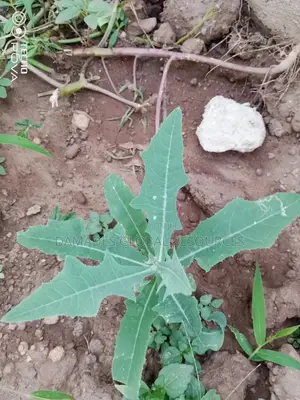 Dandelion Seedlings (Yanrin Funfun)