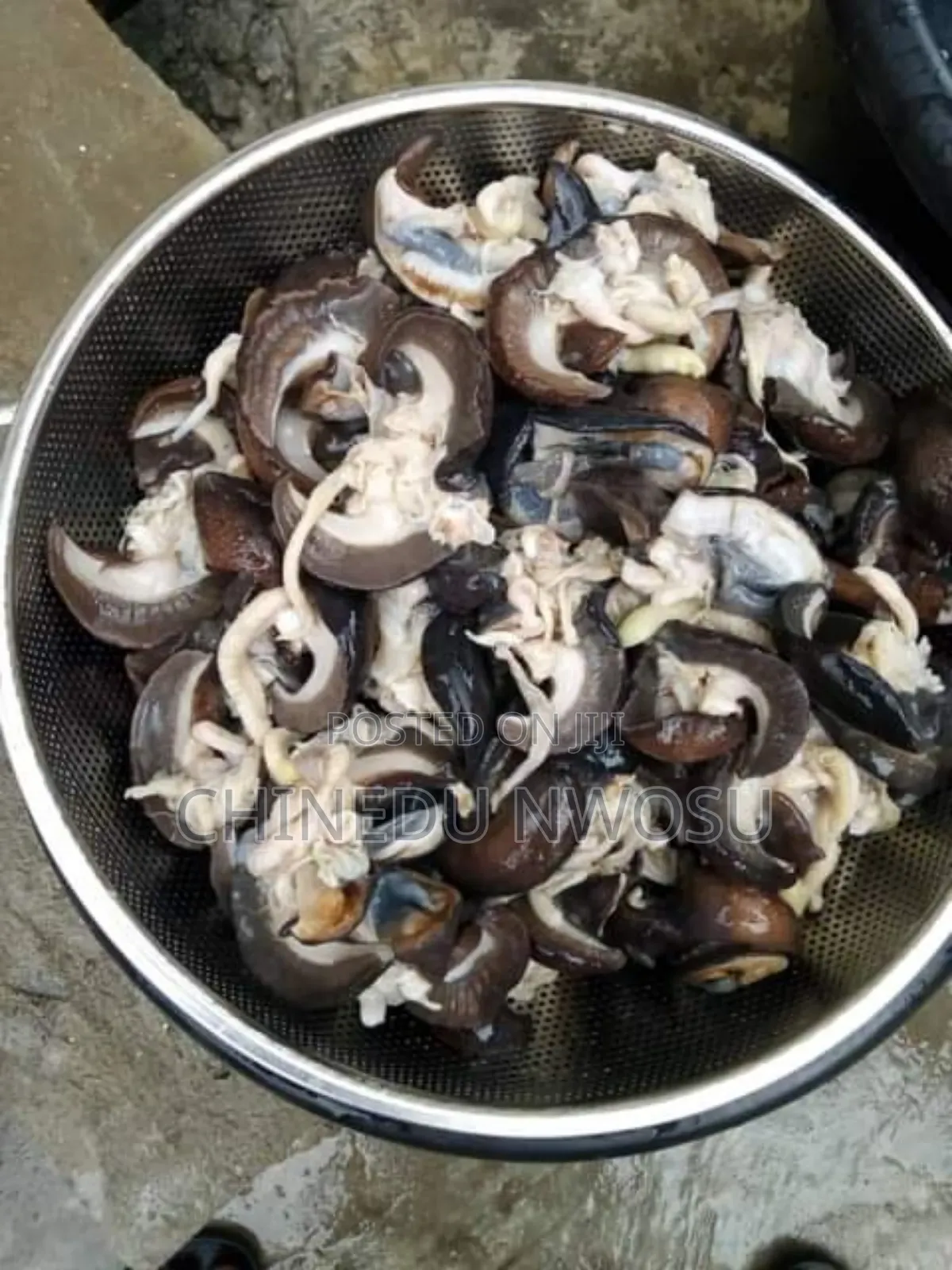 Fresh Snails in Paint