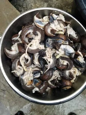 Fresh Snails in Paint