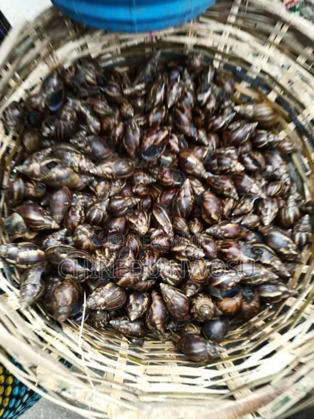 Fresh Snails in Paint