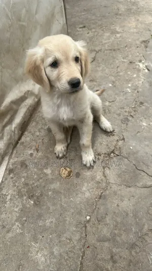 1-3 months Male Purebred Golden Retriever