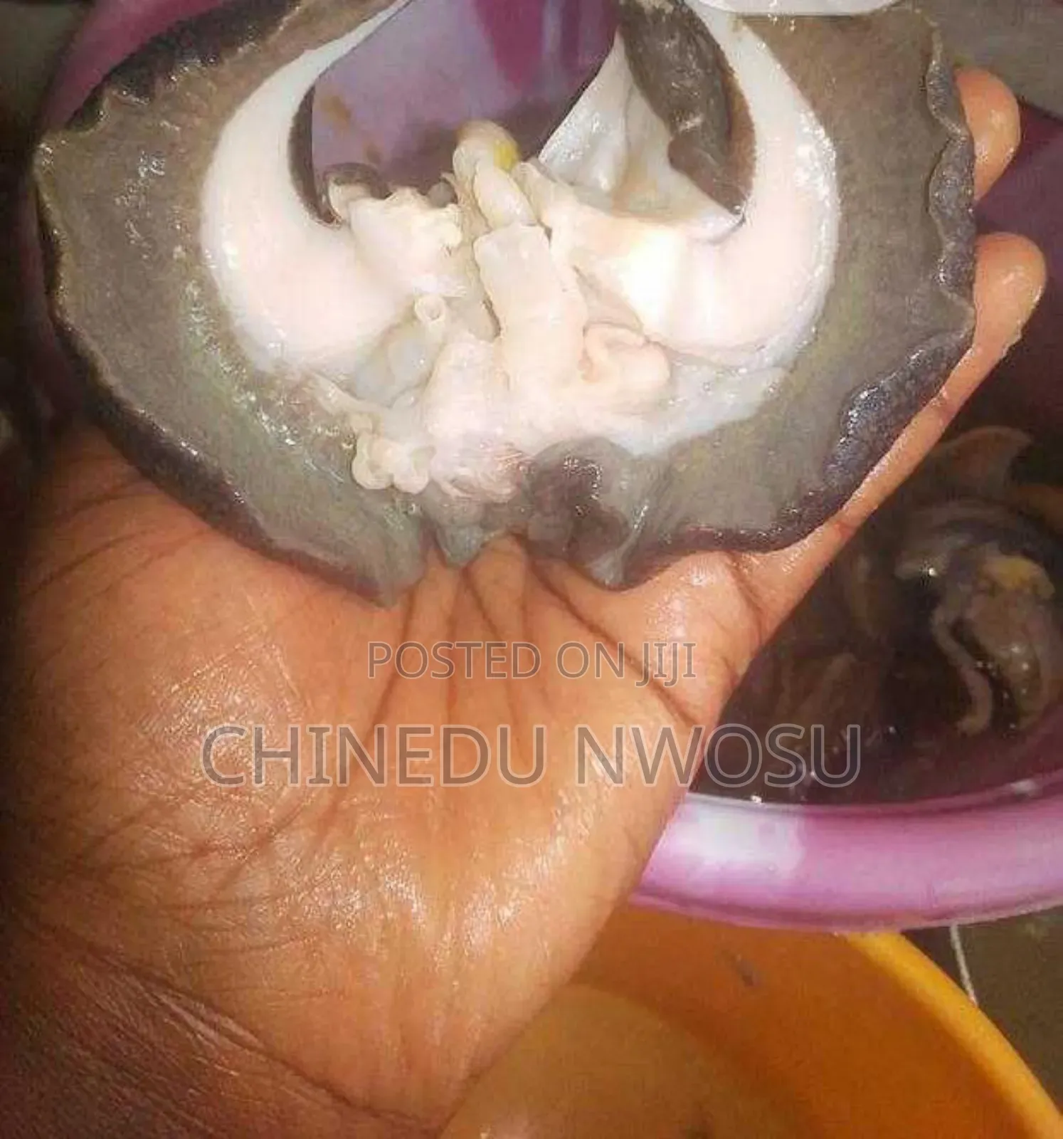 Deshelled and Cleaned Giant Snail Meat
