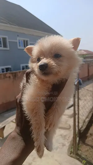 1-3 months Male Purebred American Eskimo