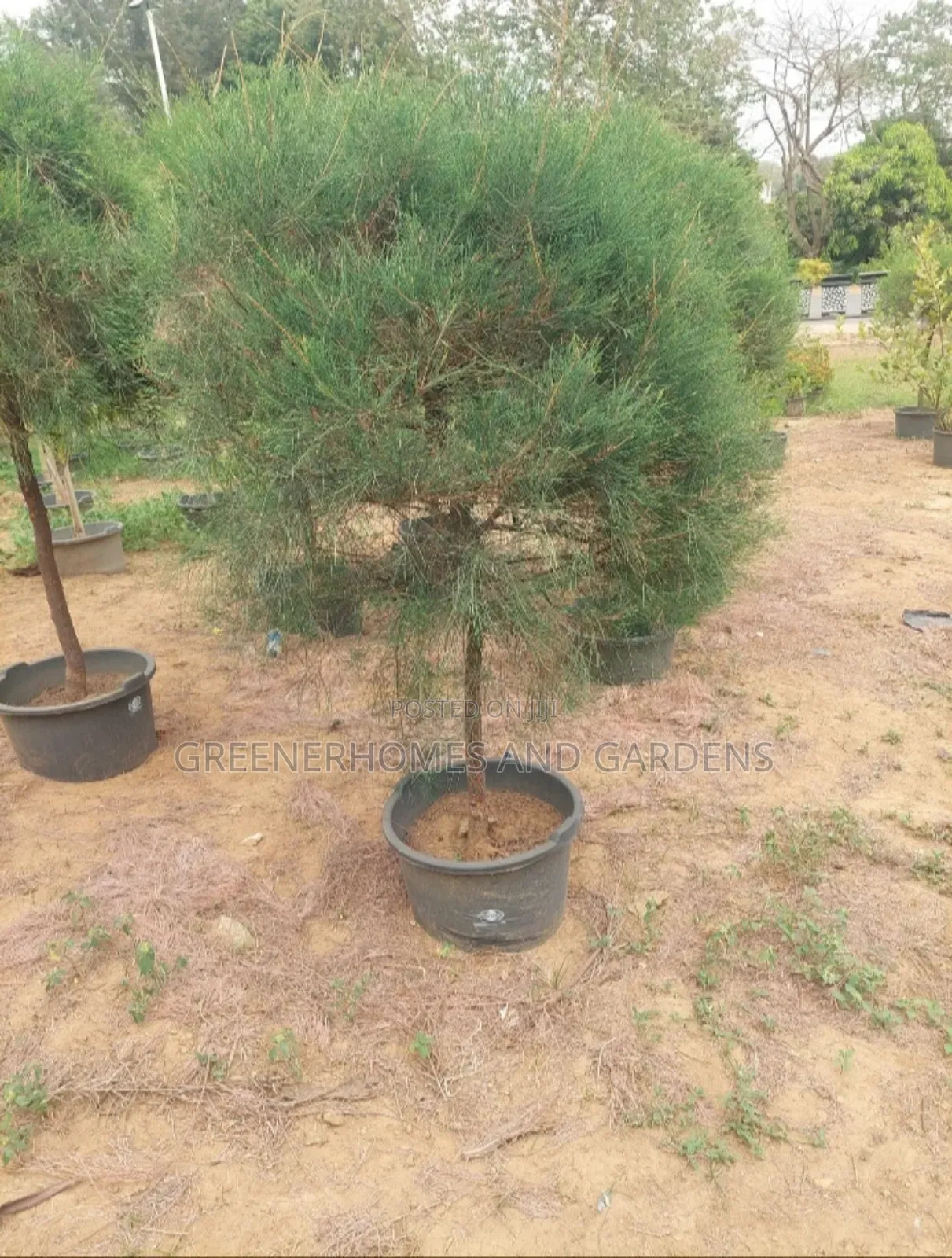 Whistling Pine