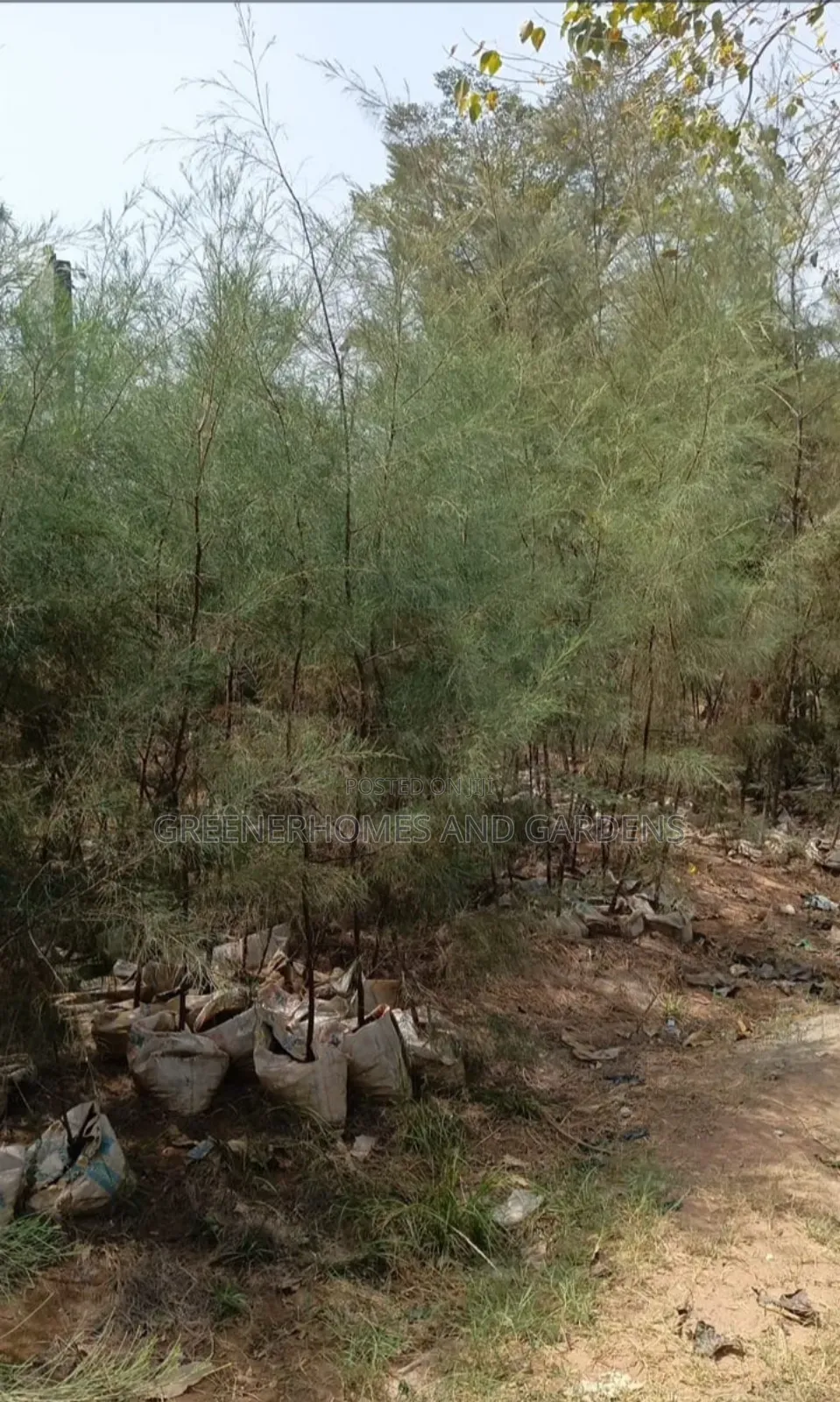 Whistling Pine Tree