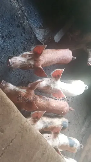 Powerseat Piggery 100 to 300kg