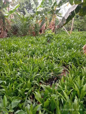 Oil Palm Nurseries