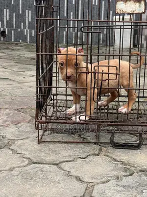 1-3 months Female Purebred American Pit Bull Terrier