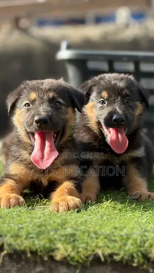 1-3 months Male Purebred German Shepherd