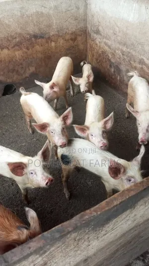 20 to 100 Kg Health Piglets