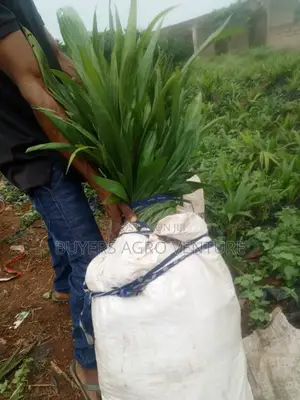 Palm Oil Seedlings, Process in Natural Way Good for Consumption