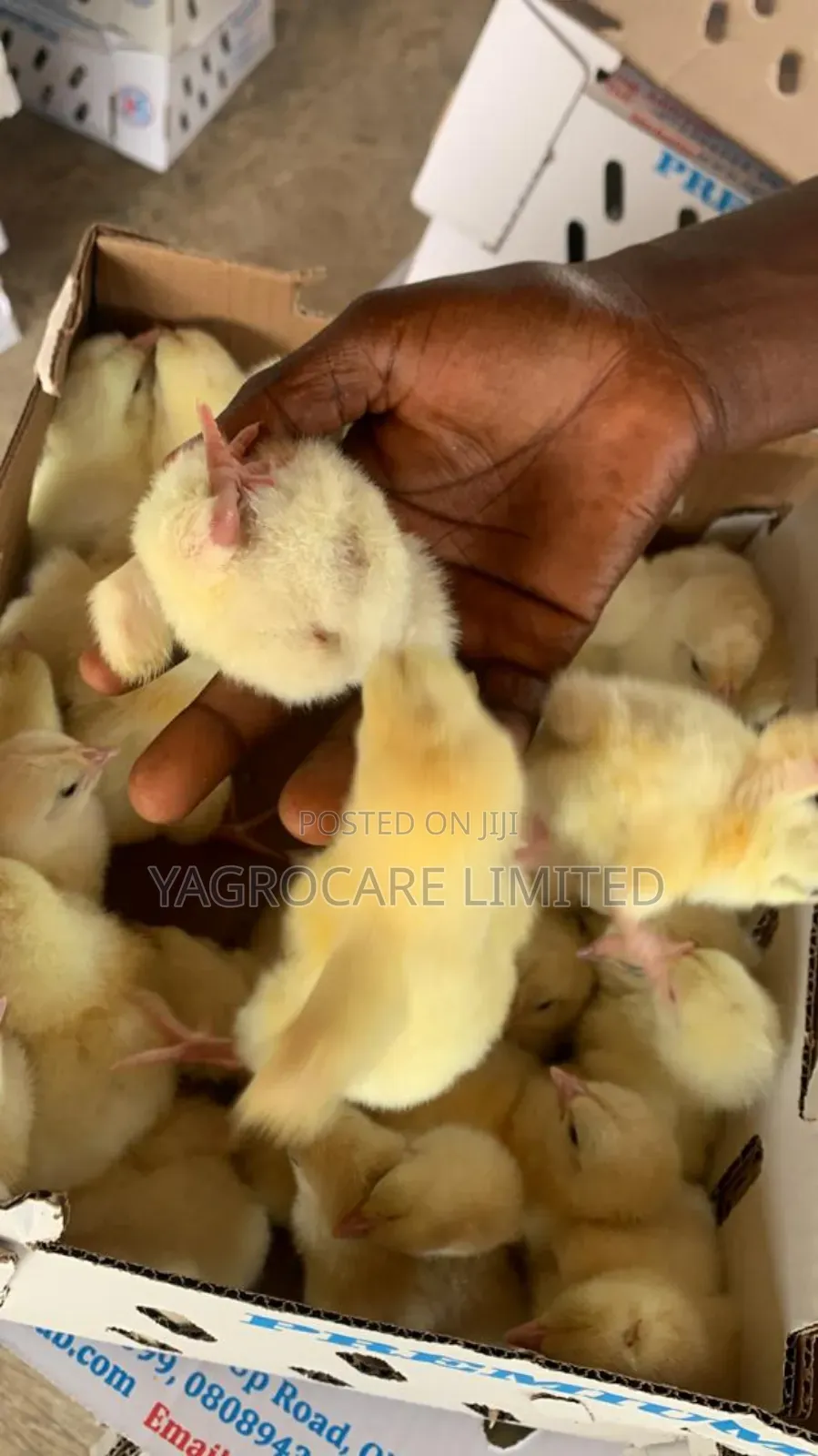 Day Old Chicks