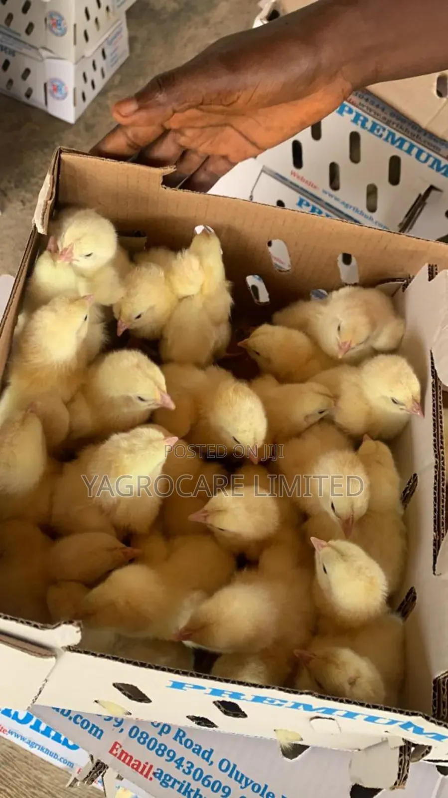 Day Old Chicks
