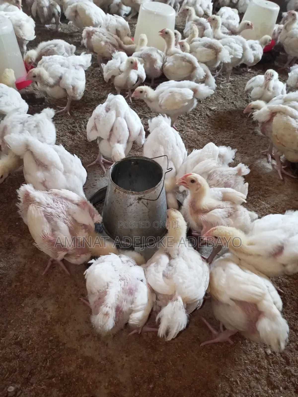 3 Weeks Broiler