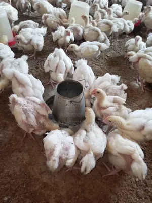 3 Weeks Broiler