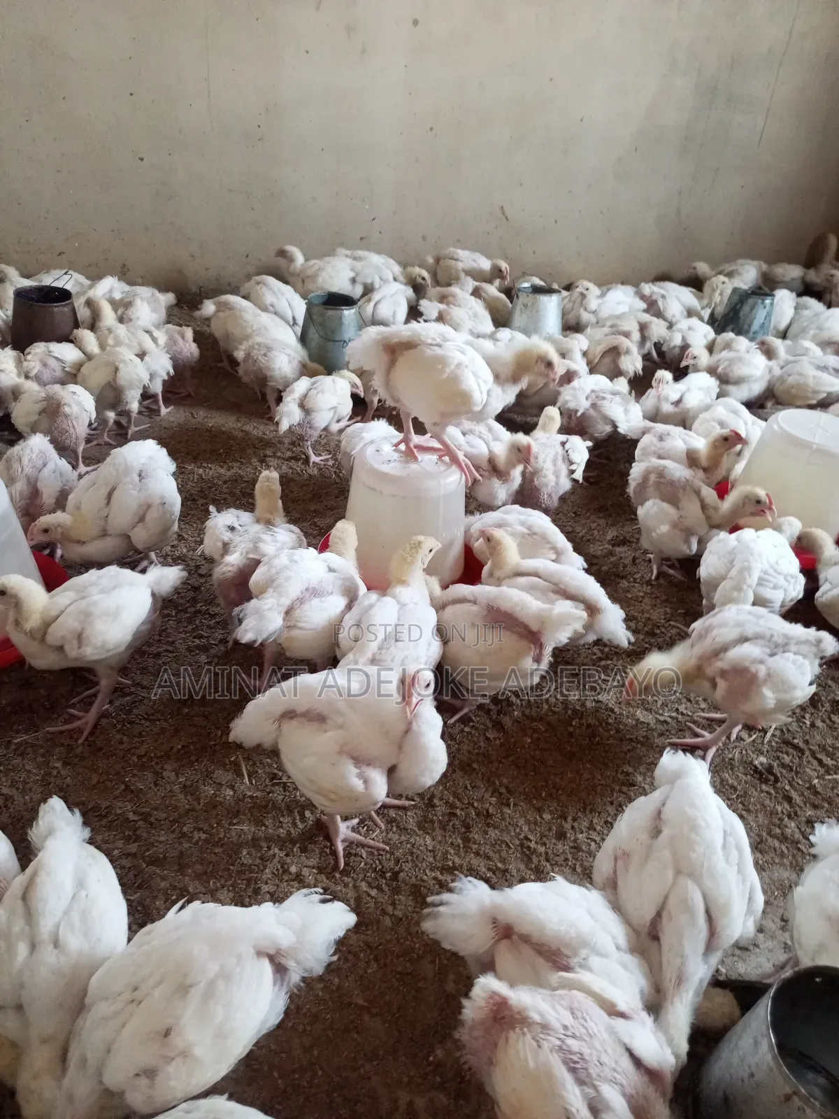 3 Weeks Broiler