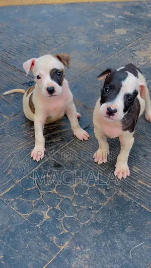 1-3 months Male Purebred American Pit Bull Terrier